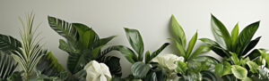 shop bg